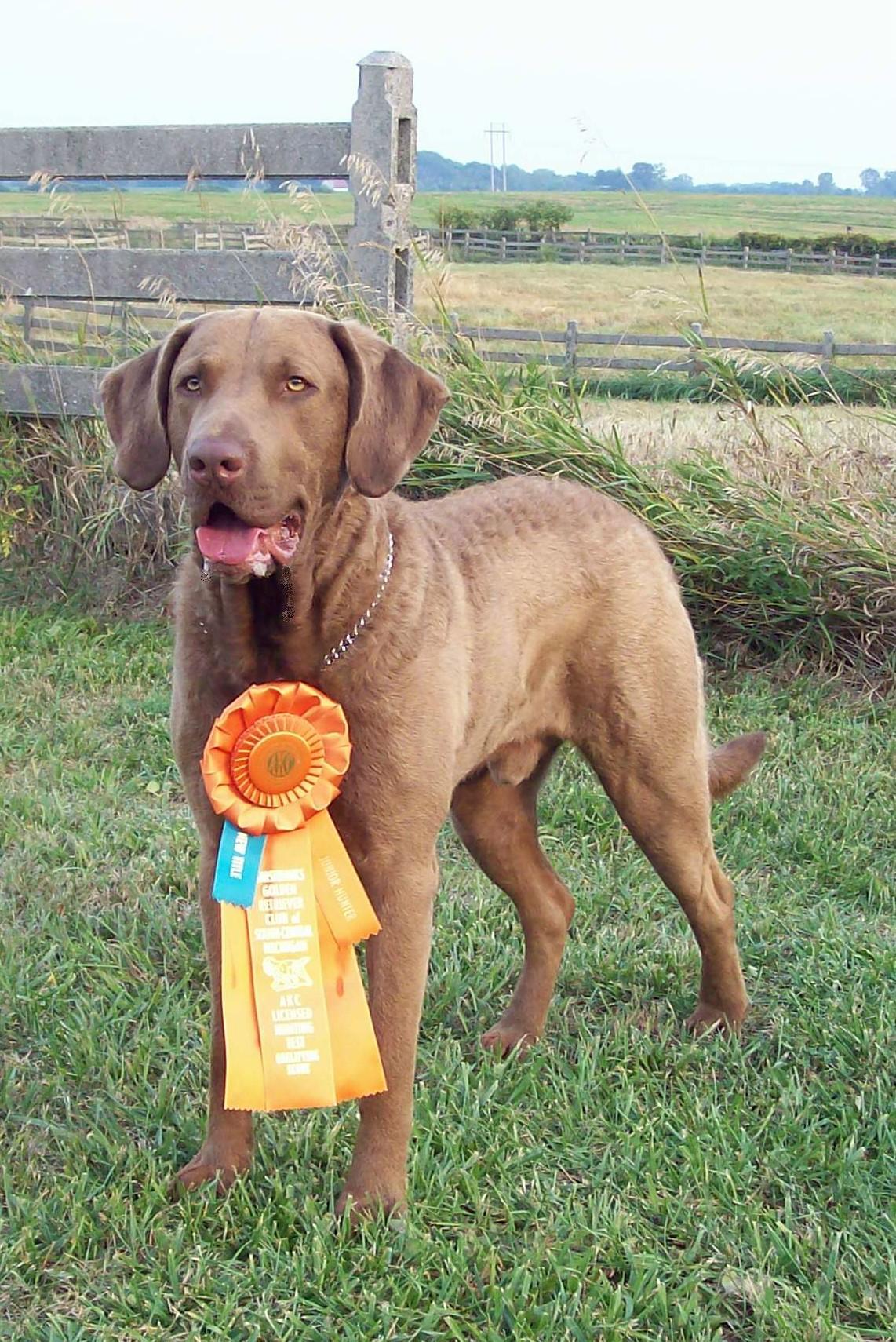 the-akc-senior-hunt-test-for-retrievers-part-ii-2-brown-dawgs-blog