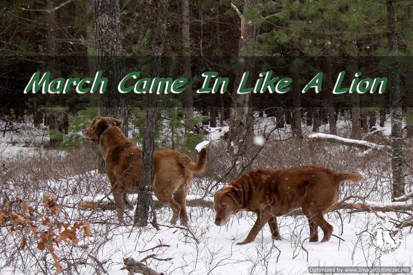 March Came In Like A Lion - 2 Brown Dawgs Blog