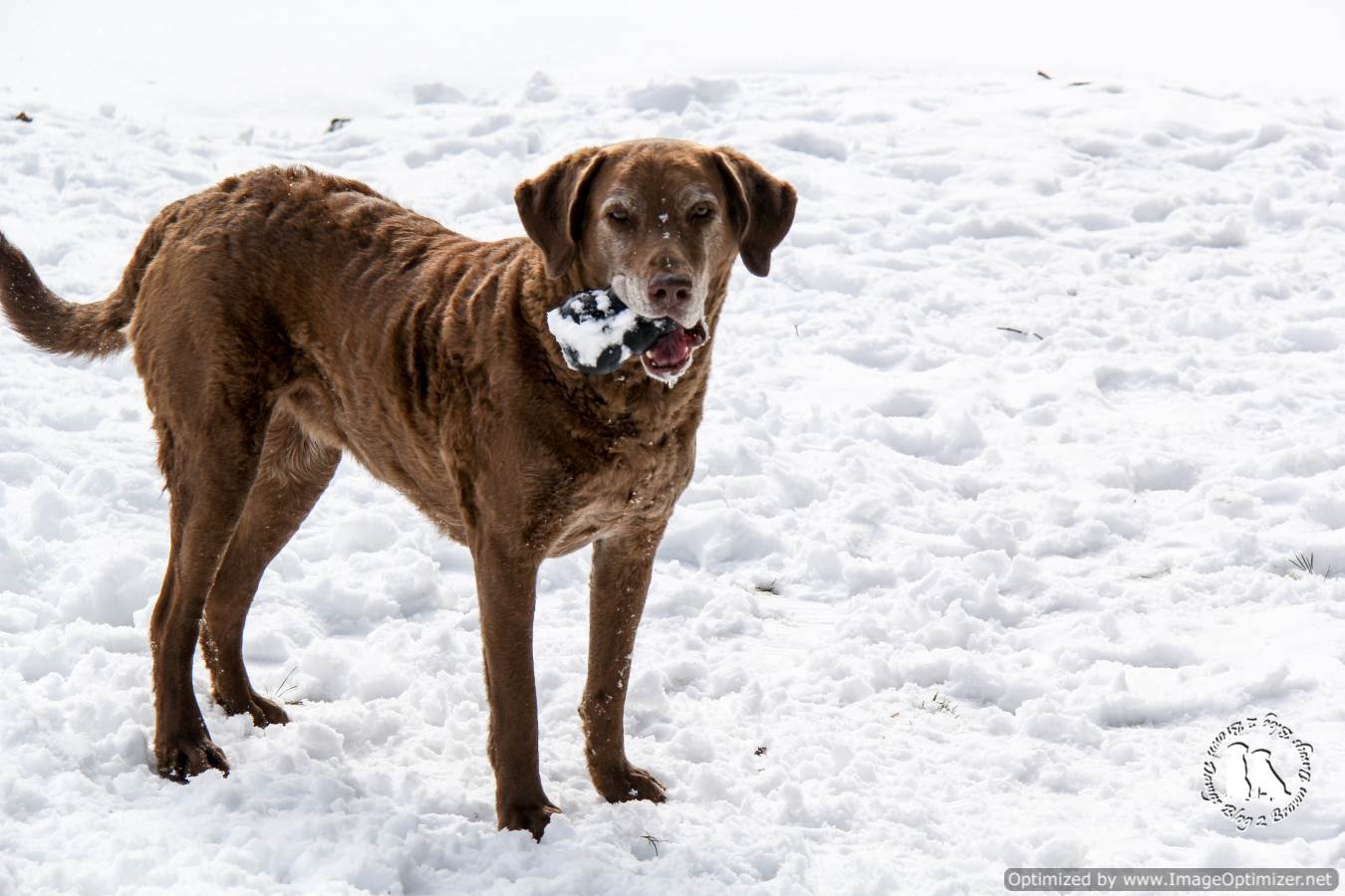 frozen pb kong