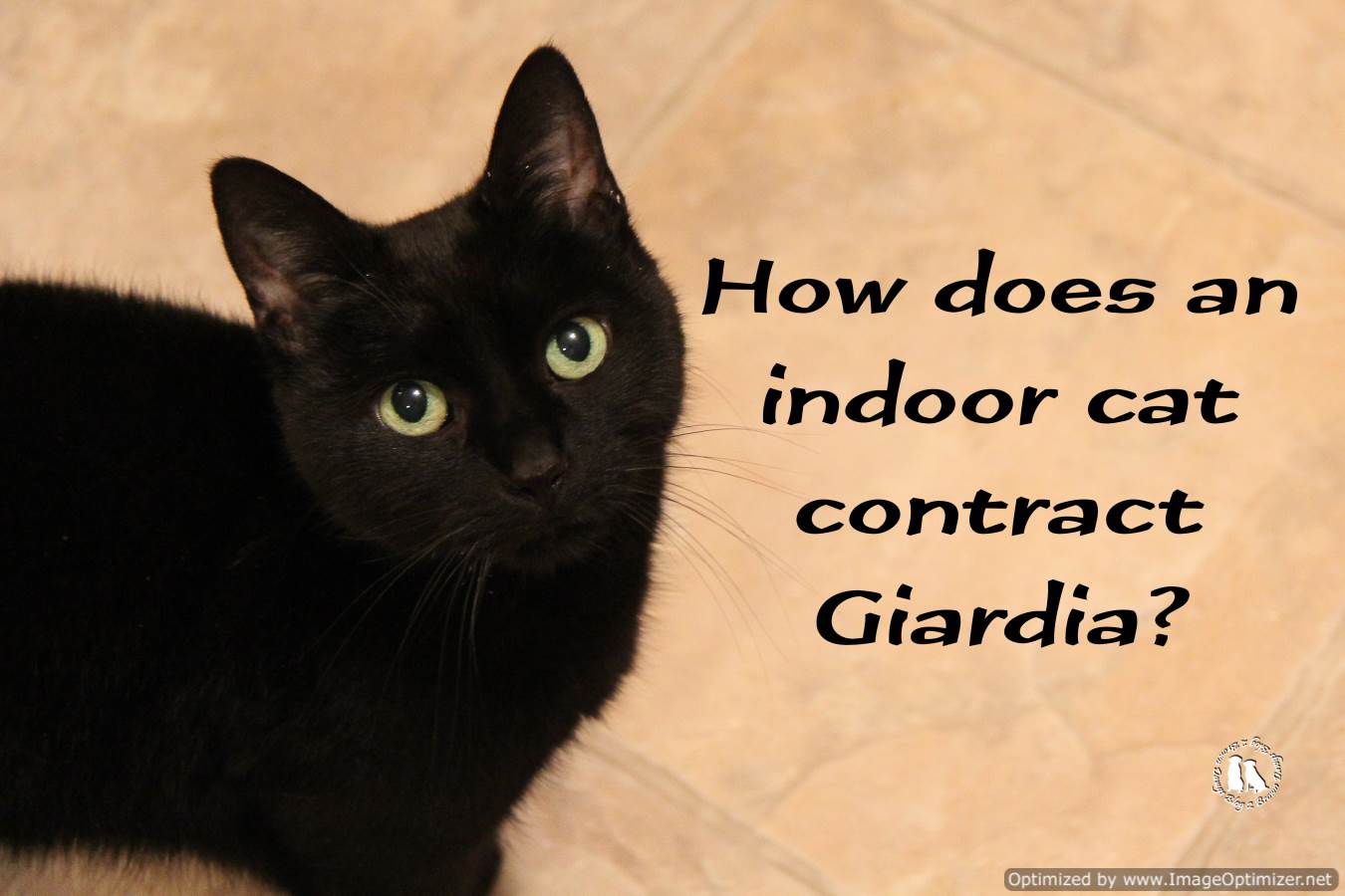 How to Diagnose and Treat Giardia in Cats 10 Steps
