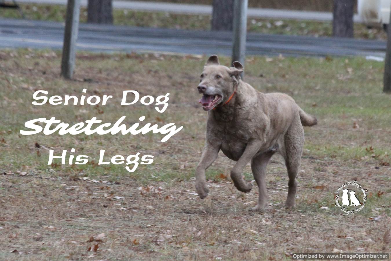 Senior Dog Stretching His Legs - 2 Brown Dawgs Blog